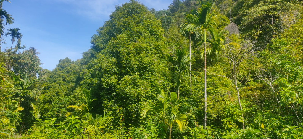 PERKEBUNAN PALA,DLL.